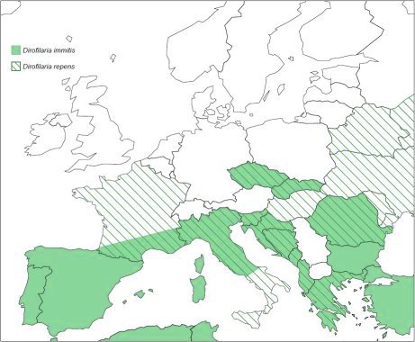 Verspreiding van Dirofilaria immitis en Dirofilaria repens in Europa
